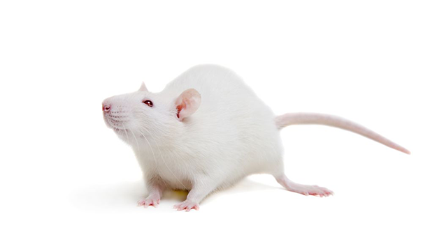 В США отказались от доклинических исследований ЛС на животных