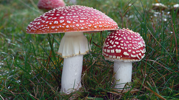www.istockphoto.com/MathieuViennet