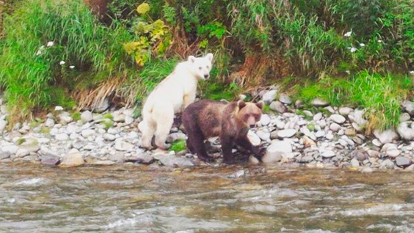 Медведь-провизор обнаружен на Камчатке