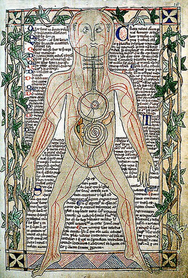 13th_century_anatomical_illustration_-_sharp.png